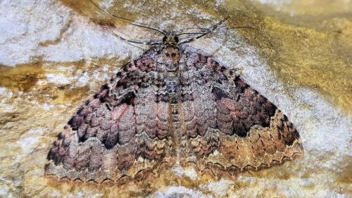 Réf. 335 126 : Triphosa dubitata